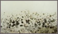 Mold Remediation
